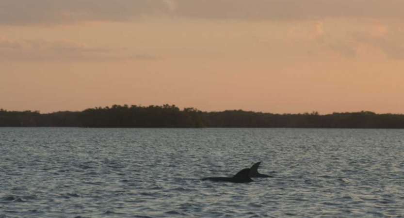 The fins of dolphins appear out of water.